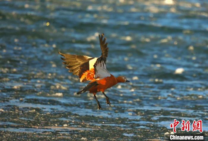 圖為赤麻鴨貼著水面飛行?！“兹斩〔冀?攝