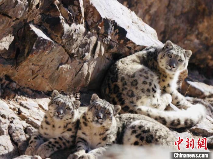 青海都蘭：雪豹、兔猻等多種珍稀野生動物亮相