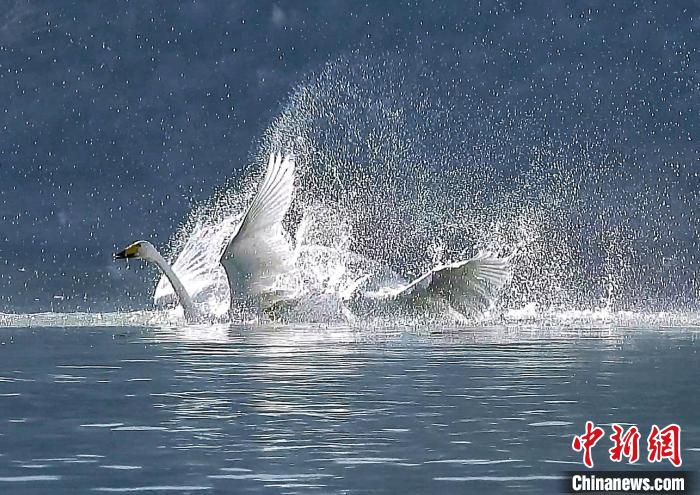 圖為大天鵝在水中嬉戲。　嚴桉 攝