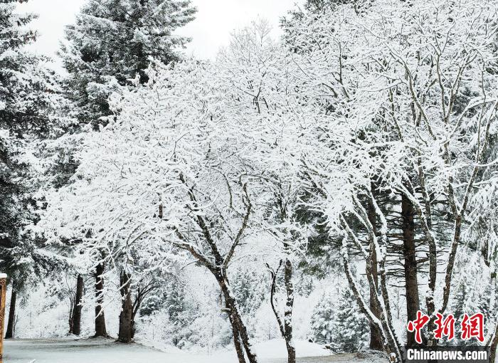 大熊貓國家公園王朗片區(qū)春雪如畫，宛若仙境?！×_春平 攝
