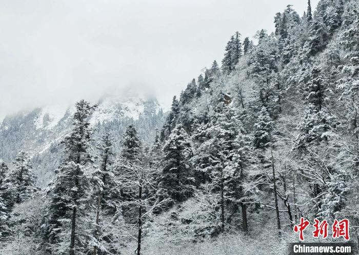 大熊貓國家公園王朗片區(qū)春雪如畫，宛若仙境。　羅春平 攝