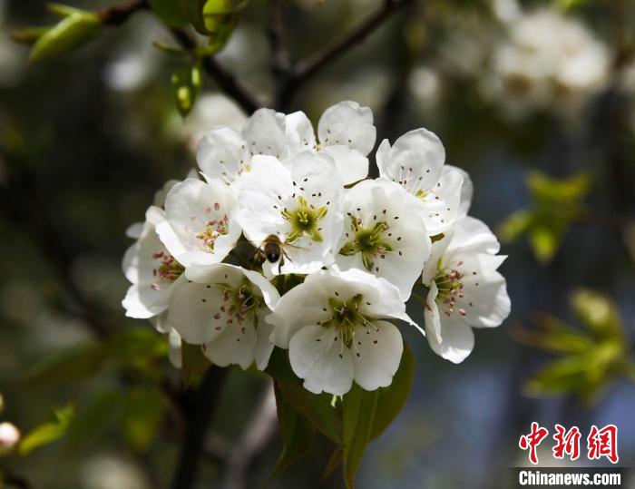 圖為盛開的梨花?！∑钤鲚?攝