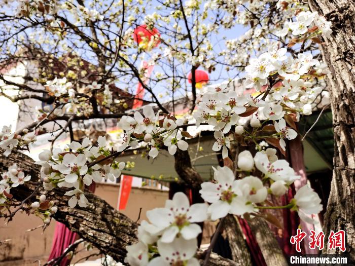青海尖扎噶達(dá)莊園：百年“后花園”梨花盛開(kāi)，舉目皆春色