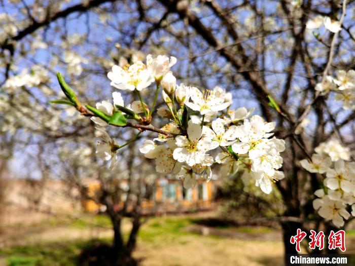 圖為梨花?！?zhí)砀?攝