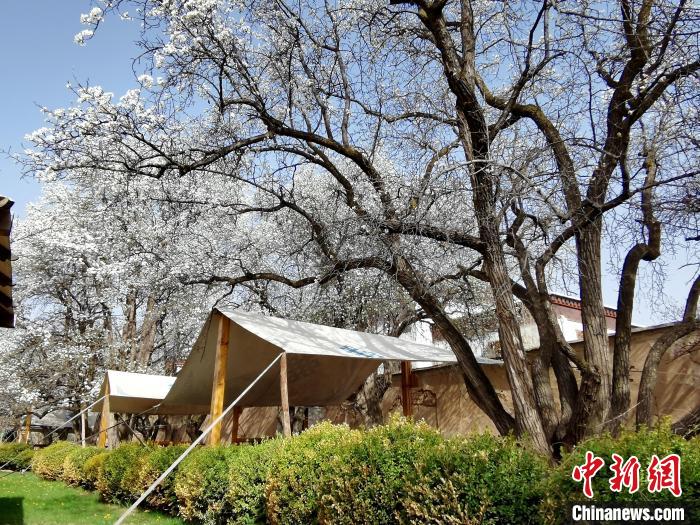 圖為尖扎噶達(dá)莊園內(nèi)的梨花?！?zhí)砀?攝