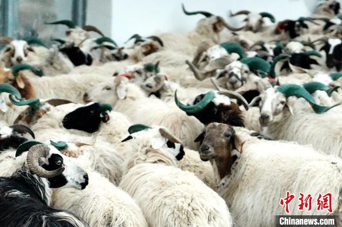 圖為被評為國家農(nóng)產(chǎn)品地理標(biāo)志保護(hù)產(chǎn)品的剛察藏羊進(jìn)場入圈?！〔讨绢?攝