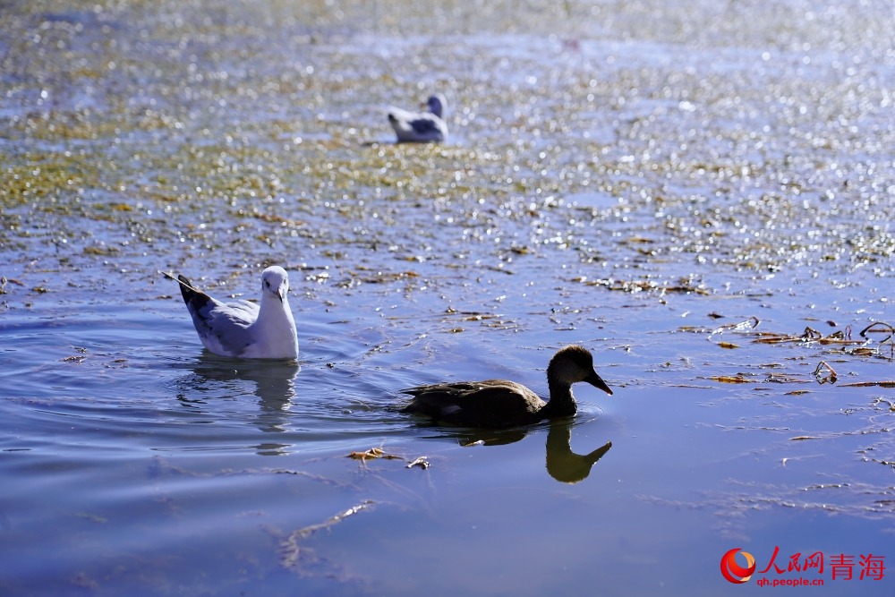 可魯克湖的水鳥(niǎo)。人民網(wǎng) 陳明菊攝