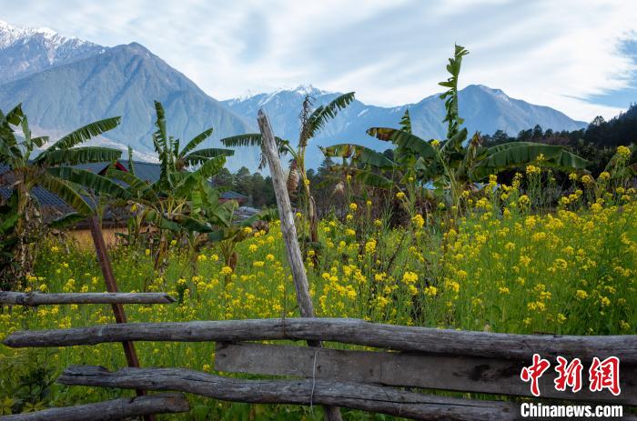 種獼猴桃、耙耙柑西藏林芝下察隅千方百計(jì)為民眾“鼓腰包”