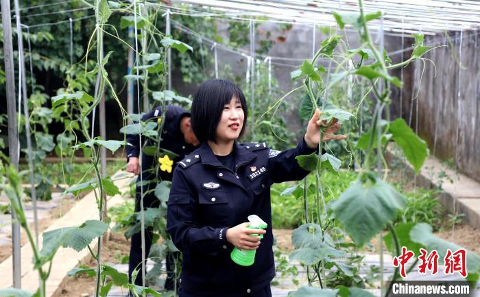 圖為李冬雪在溫室大棚里勞作?！∥鞑爻鋈刖尺叿罊z查總站供圖