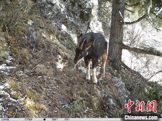圖為相同位點(diǎn)記錄到的國家二級重點(diǎn)保護(hù)野生動物—中華鬣羚。　中國科學(xué)院昆明動物研究所提供