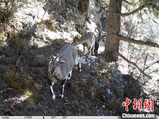 圖為相同位點(diǎn)記錄到的雪豹主要獵物—巖羊。　中國科學(xué)院昆明動物研究所提供
