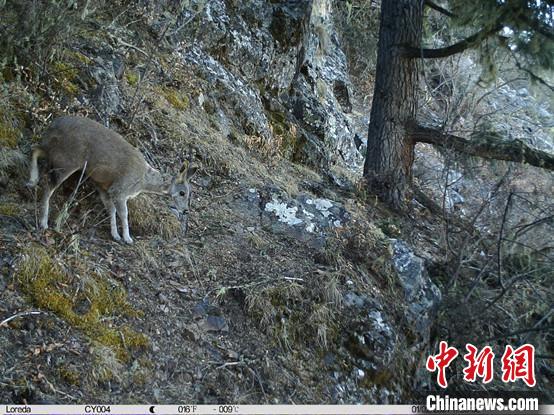 圖為相同位點(diǎn)記錄到的國家一級重點(diǎn)保護(hù)野生動物—馬麝?！≈袊茖W(xué)院昆明動物研究所提供