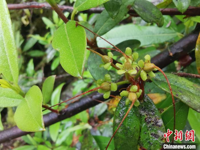 圖為折萼杜鵑果實(shí)圖。　中科院昆明植物研究所提供