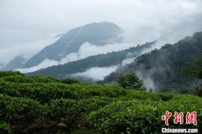 墨脫縣背崩鄉(xiāng)的高山茶場(chǎng)。