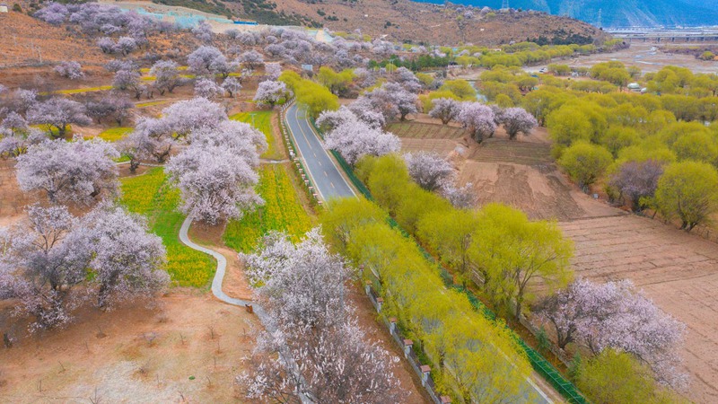 林芝桃花盛開。 張靜攝