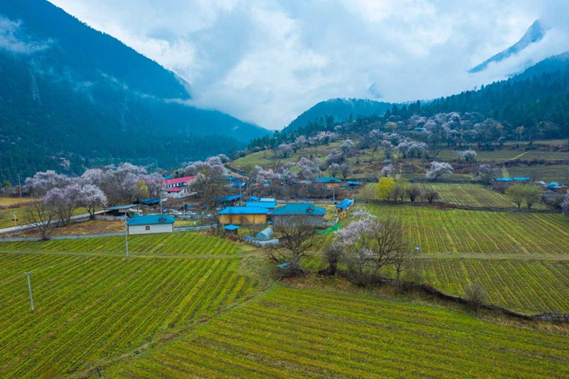 桃花村。 張靜攝