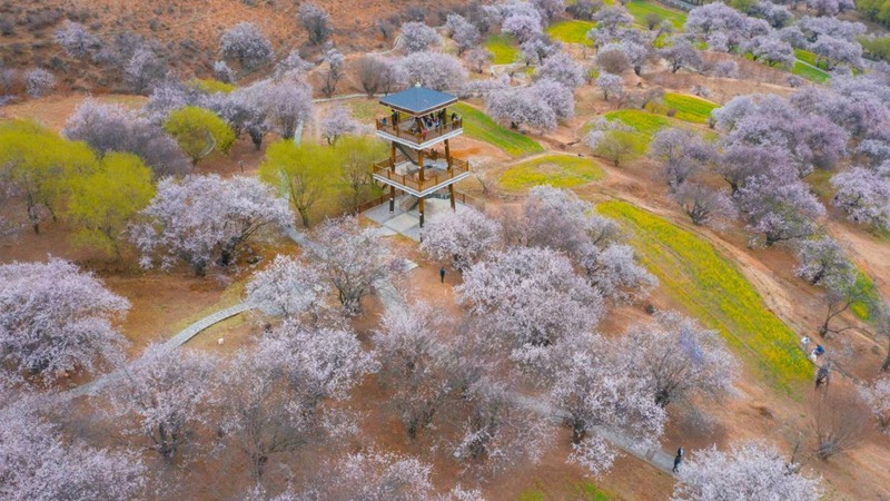林芝嘎拉村。 張靜攝