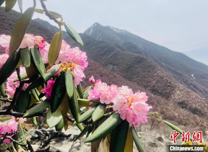 近日，西藏自治區(qū)山南市加查縣索囊溝的杜鵑花競(jìng)相綻放。　冉文娟 攝