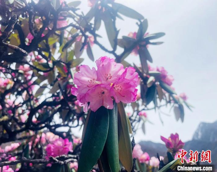 近日，西藏自治區(qū)山南市加查縣索囊溝的杜鵑花競(jìng)相綻放?！∪轿木?攝