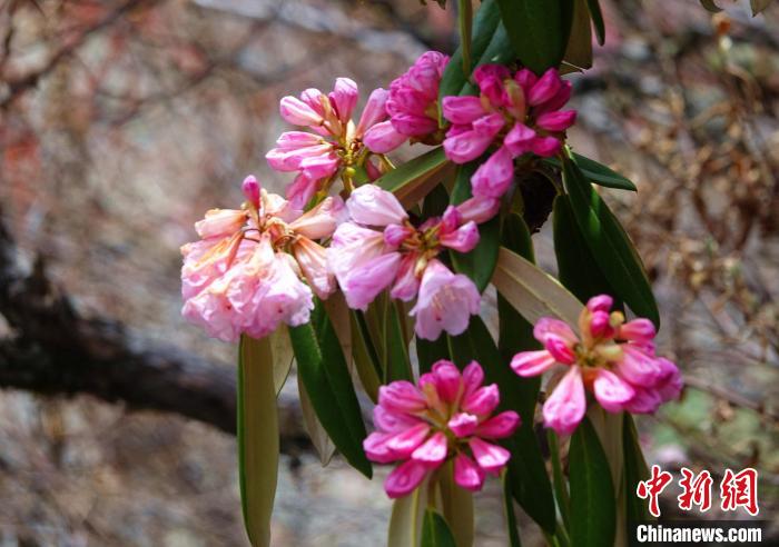 近日，西藏自治區(qū)山南市加查縣索囊溝的杜鵑花競(jìng)相綻放?！∪轿木?攝
