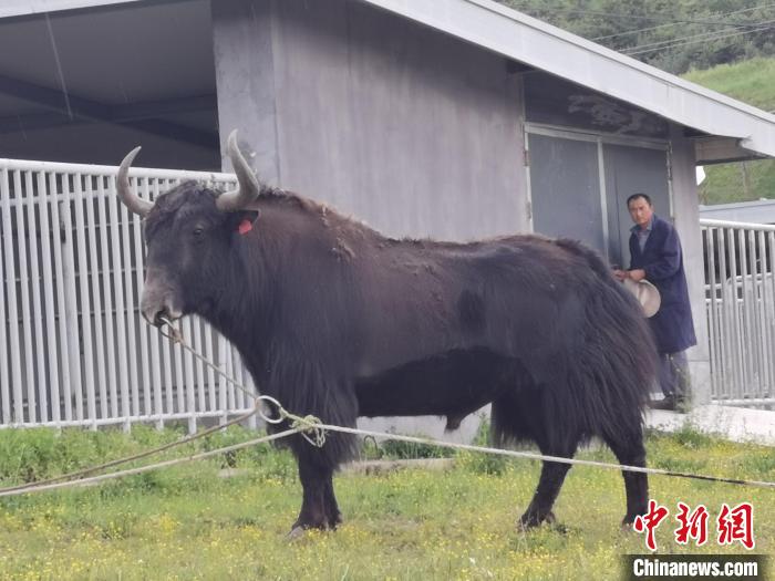 探訪全國最大牦牛產(chǎn)學(xué)研基地：“大通牦?！备牧己笠峒s180萬頭