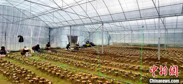 圖為紅太陽(yáng)科技示范家庭農(nóng)場(chǎng)組織民眾采收靈芝?！∑酱胪喙﹫D