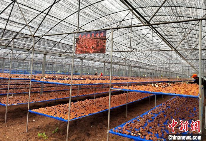 圖為紅太陽(yáng)科技示范家庭農(nóng)場(chǎng)采收的靈芝?！∑酱胪喙﹫D