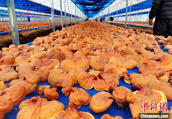 圖為紅太陽(yáng)科技示范家庭農(nóng)場(chǎng)采收的靈芝。　平措旺青供圖