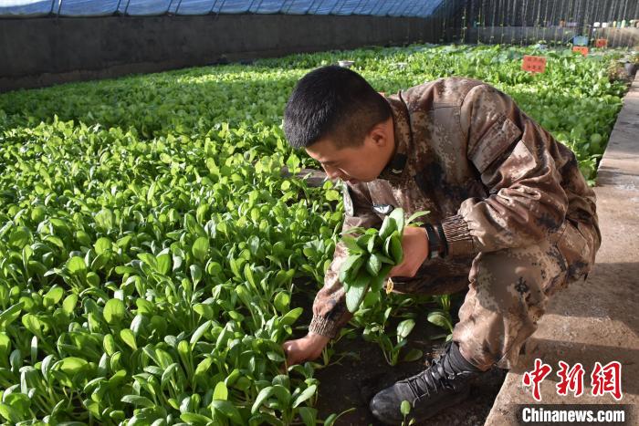 圖為阿里軍分區(qū)某邊防團(tuán)官兵在溫室摘菜?！￡悋[岳 攝