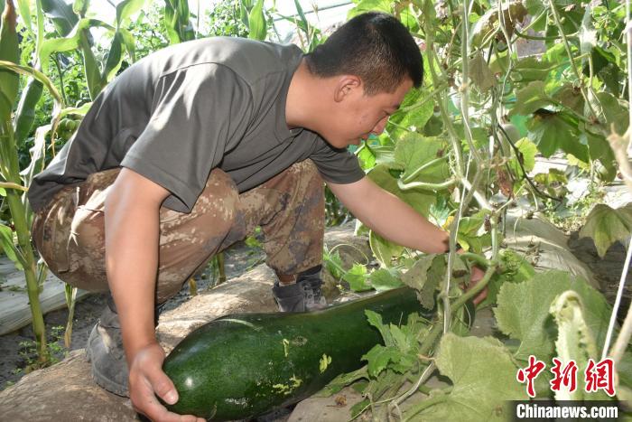 圖為阿里軍分區(qū)某邊防團(tuán)官兵在溫室摘菜?！￡悋[岳 攝