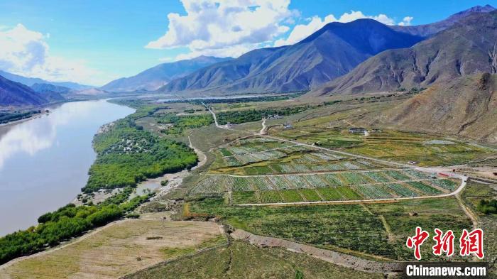 圖為桑日縣葡萄種植基地?！∩侥仙Ｈ湛h委宣傳部提供