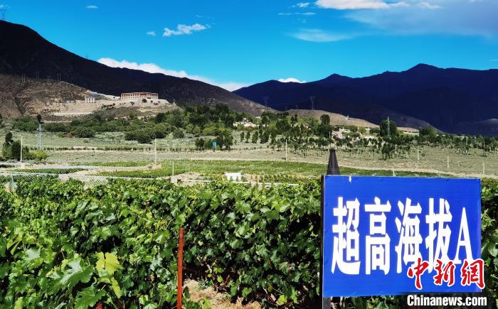 圖為桑日縣種植的葡萄?！∩侥仙Ｈ湛h委宣傳部提供