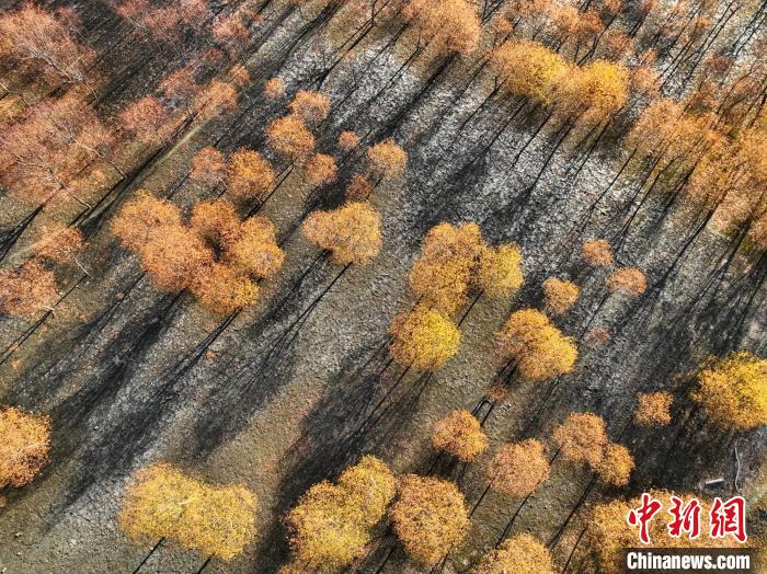 入冬時(shí)節(jié)，雅魯藏布江畔的樹林一片金黃?！《拘?攝