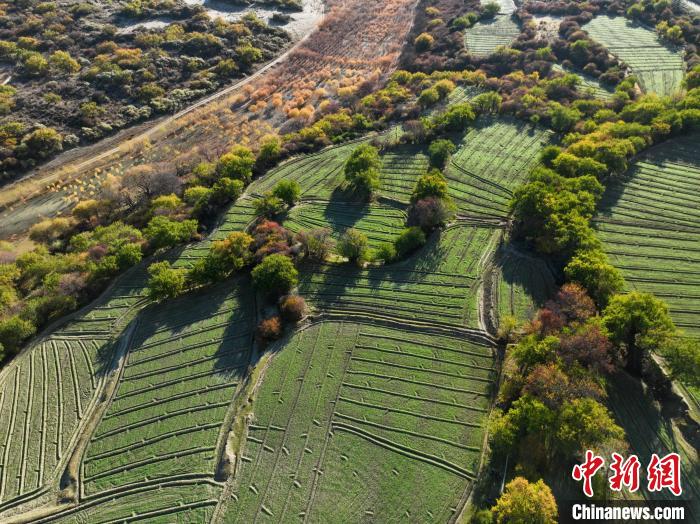 圖為11月8日，雅魯藏布江畔的高原梯田?！《拘?攝