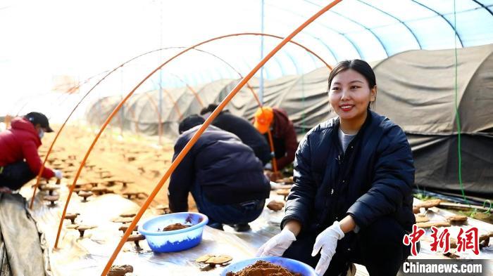圖為農(nóng)民采收靈芝孢子粉?！∴嚢?攝