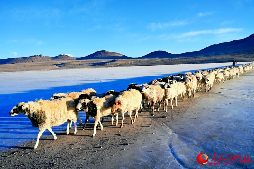 羊群排著隊(duì)穿過(guò)普莫雍錯(cuò)。 人民網(wǎng) 李海霞攝