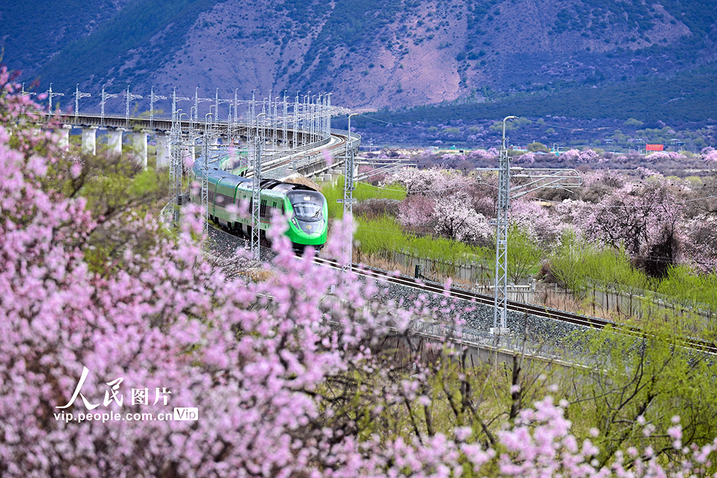 西藏林芝：雪域高原列車穿越花?！?】