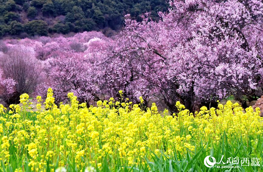 桃花與油菜花勾勒出別樣風(fēng)景。 人民網(wǎng) 李海霞攝