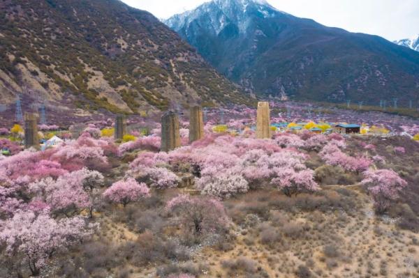 人間桃花源！林芝桃花有多絕？