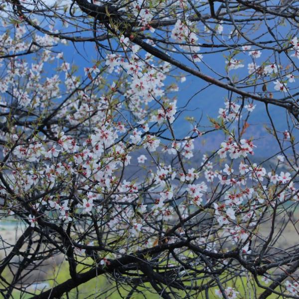 人間桃花源！林芝桃花有多絕？