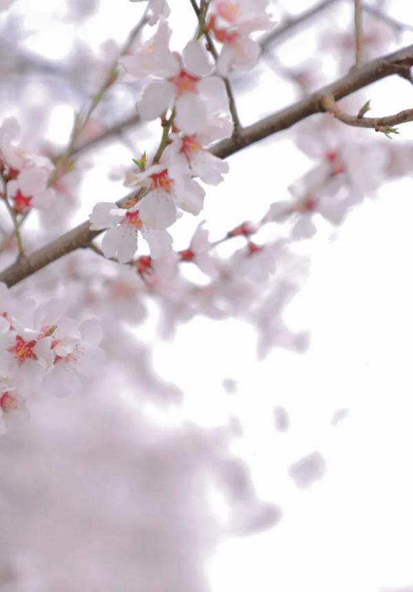 人間桃花源！林芝桃花有多絕？