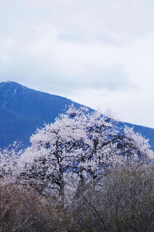 人間桃花源！林芝桃花有多絕？