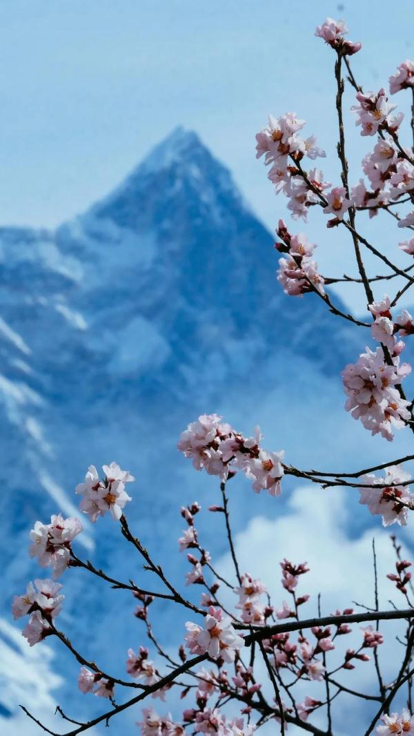 人間桃花源！林芝桃花有多絕？