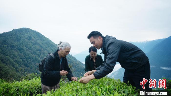 圖為銀發(fā)旅游體驗團(tuán)兩位老人體驗采茶?！∥鞑貙ｍ椔糜螀f(xié)會供圖