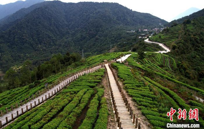圖為西藏林芝市墨脫縣背崩鄉(xiāng)格林村山頂?shù)木坝^茶園。(無(wú)人機(jī)照片) 李林 攝