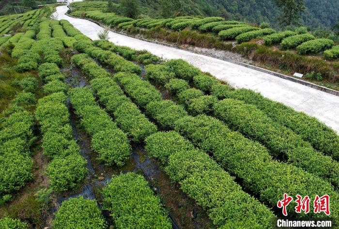 圖為西藏林芝市墨脫縣背崩鄉(xiāng)格林村山頂?shù)木坝^茶園。(無(wú)人機(jī)照片) 李林 攝