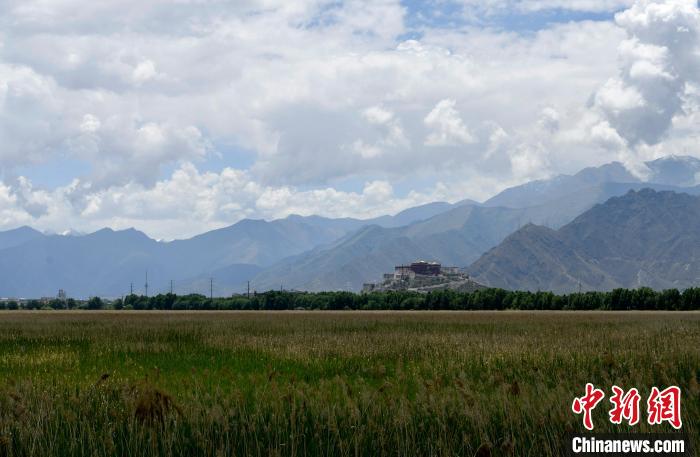 圖為6月22日，西藏拉薩拉魯濕地。　李林 攝