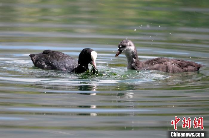 圖為6月22日，棲息在拉魯濕地內(nèi)的古頂雞?！±盍?攝