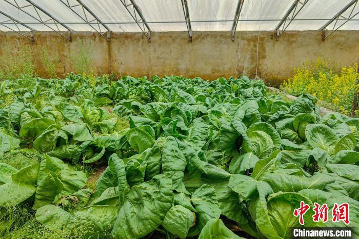 公珠湖執(zhí)勤點的大棚蔬菜，種菜是該執(zhí)勤點輪換民警們的日常?！↓埿▲P 攝