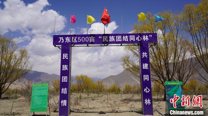圖為“民族團(tuán)結(jié)同心林”項目?！∧藮|融媒供圖